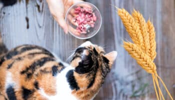 katten graanvrij voer gezond