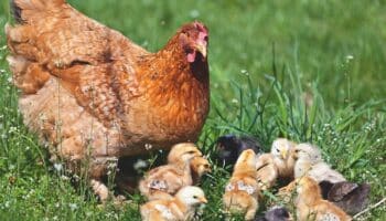 In het wild zou een kip ongeveer vijf bevruchte eieren per jaar leggen. Kippen zijn geen handelswaar.