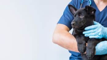 Hond bij dierenarts-hondenverzekering