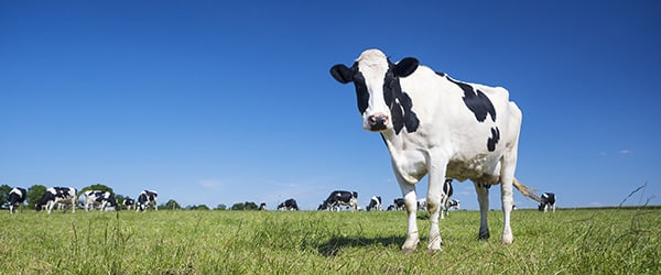 Meerderheid Nederlanders wil wettelijke bescherming melkkoeien 