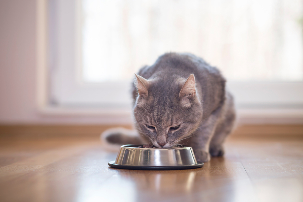 De voedingsbehoeften van katten: Wat je moet weten over kattenvoer
