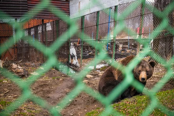 Floortje Dessing en World Animal Protection in actie voor Roemeense beer