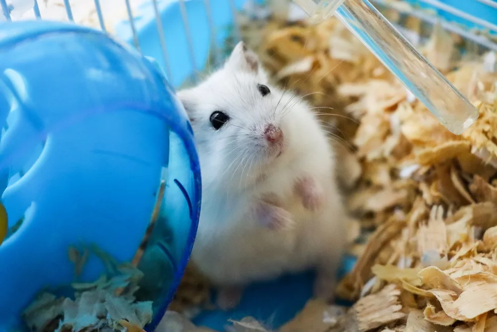 Hoe houdt je je hamster gezond?
