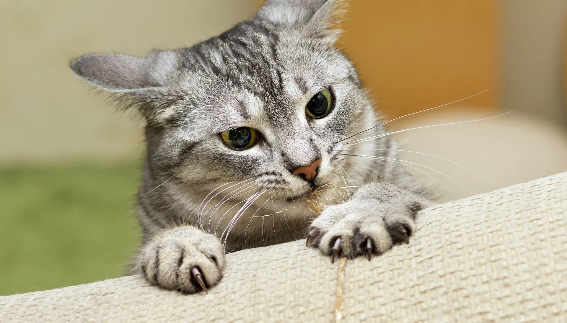 Alles wat je moet weten over kattennagels