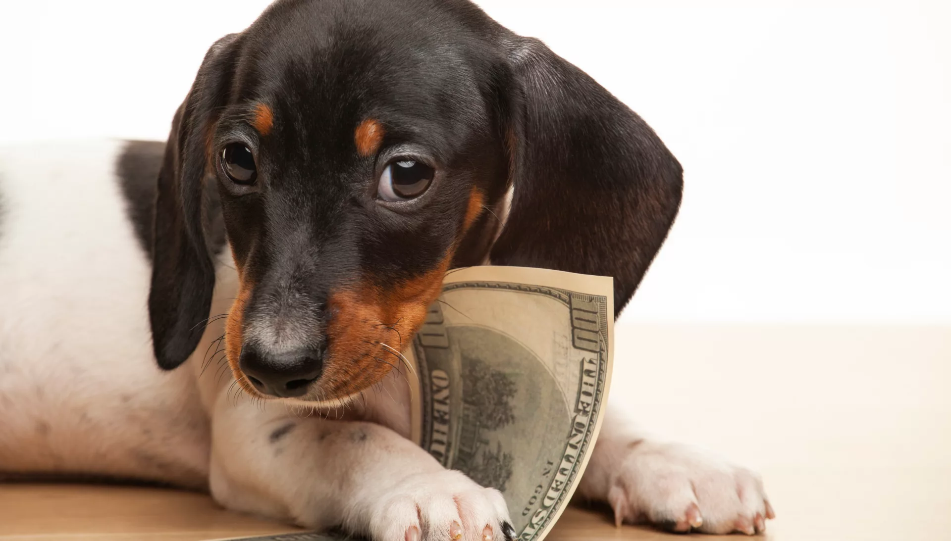 Dierendag steeds duurder: kosten voor hond en kat sterk gestegen