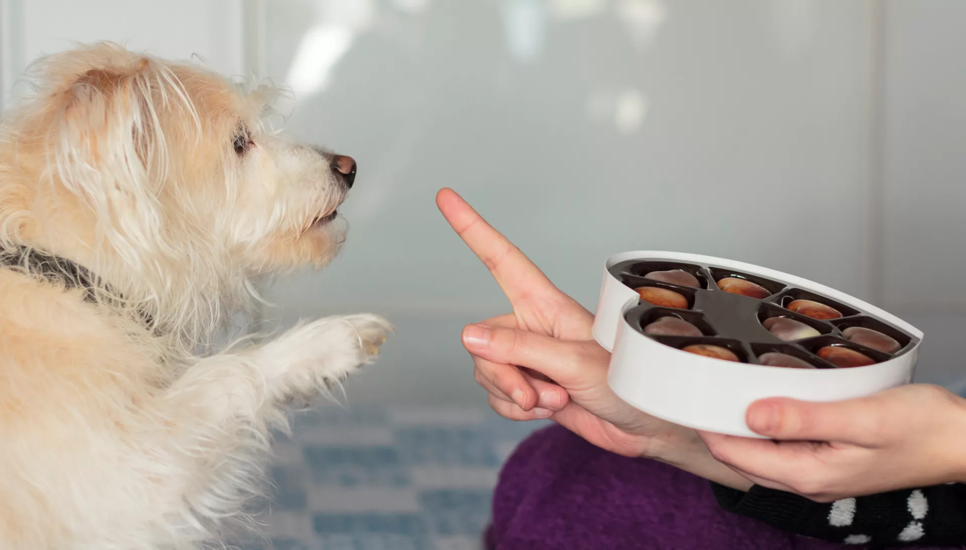 Jaarlijks duizenden honden ziek door chocolade