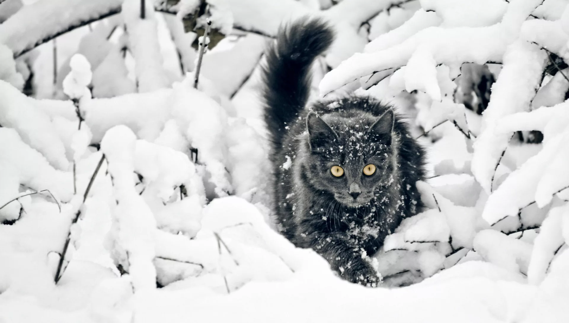 Katten in de winter