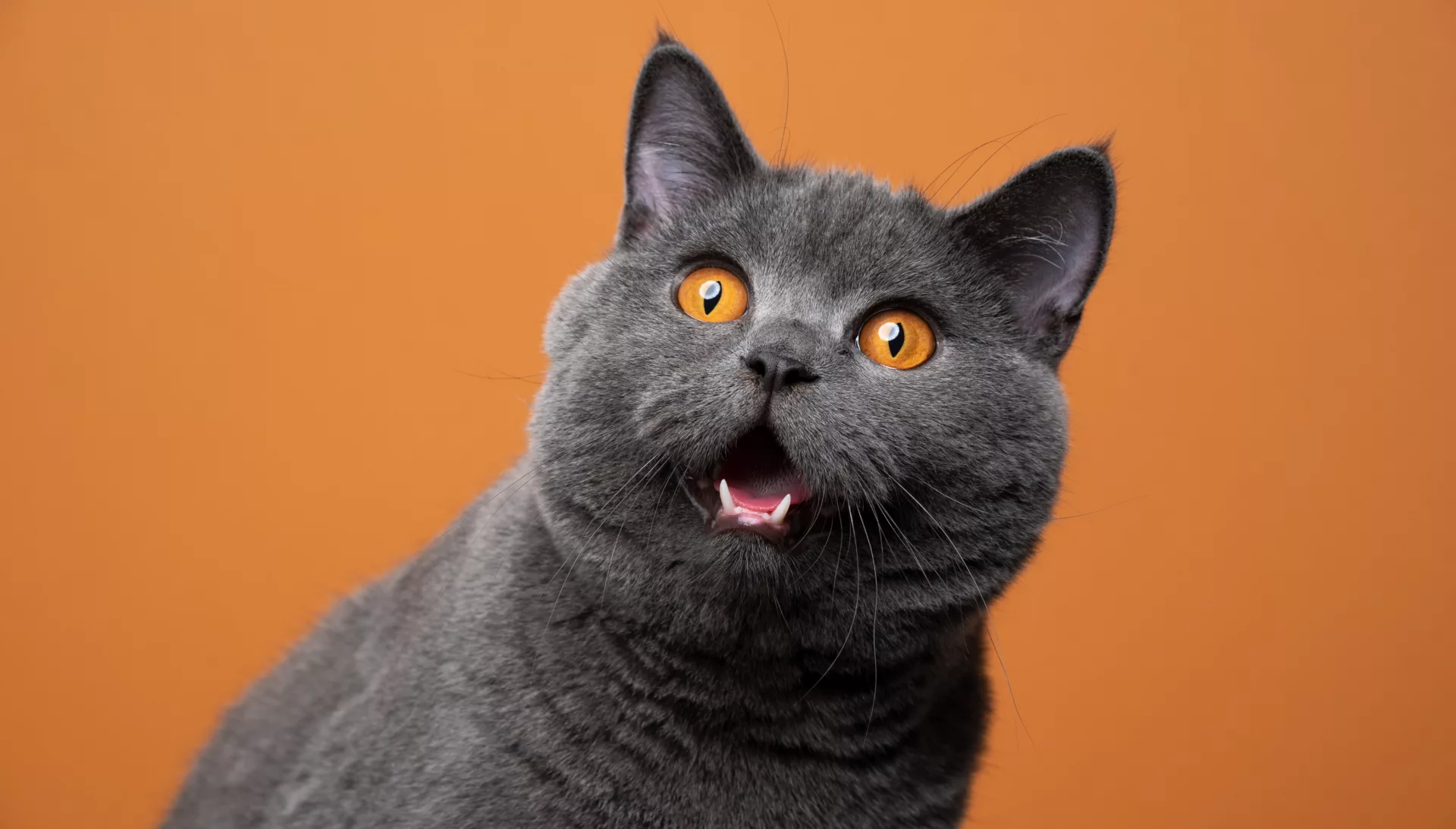 10 bekende katten gedragsmythen onder de loep