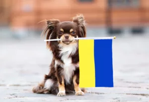 oorlog Oekraïne. huisdieren