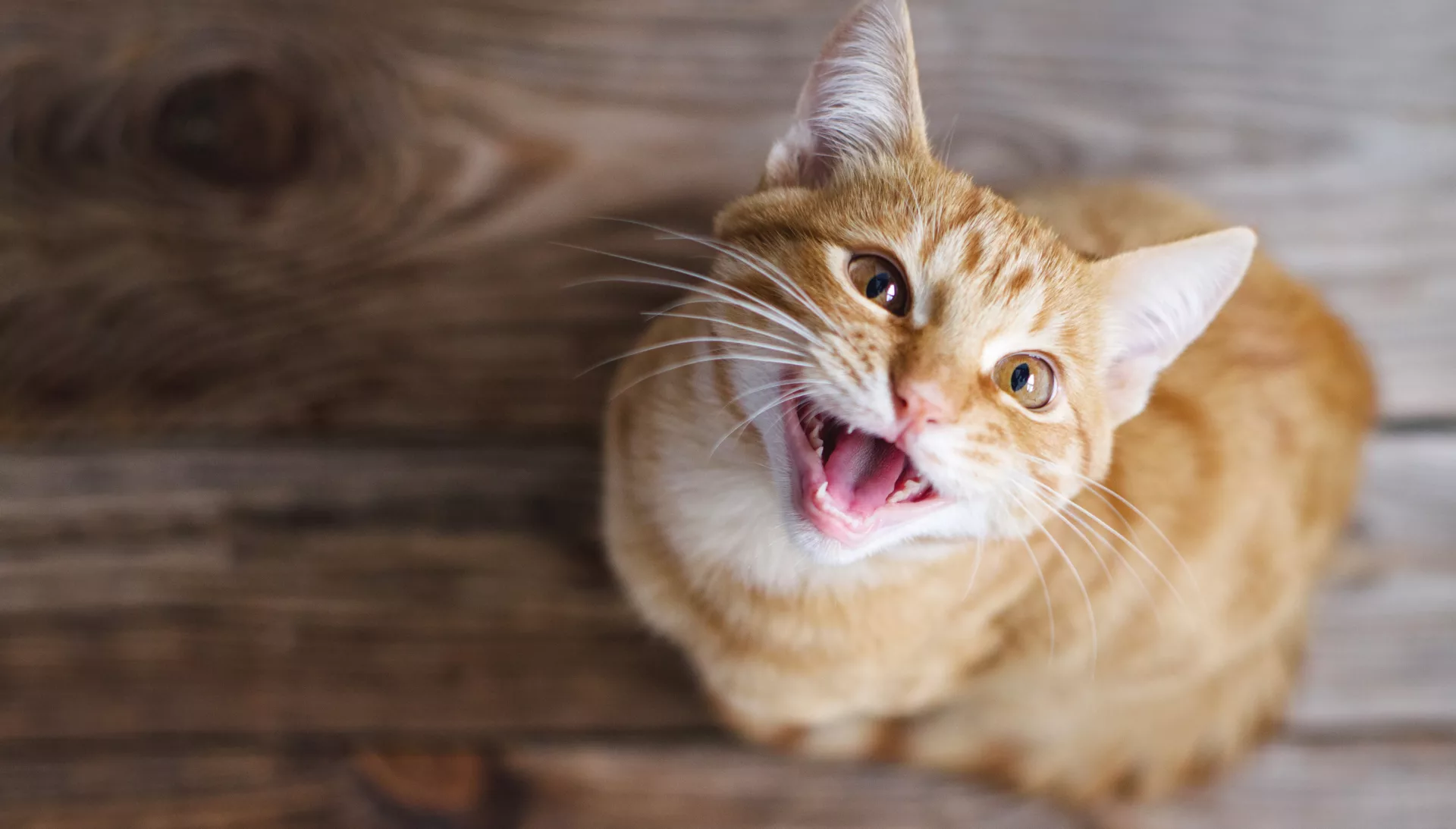 7 mythen over communicatie bij katten