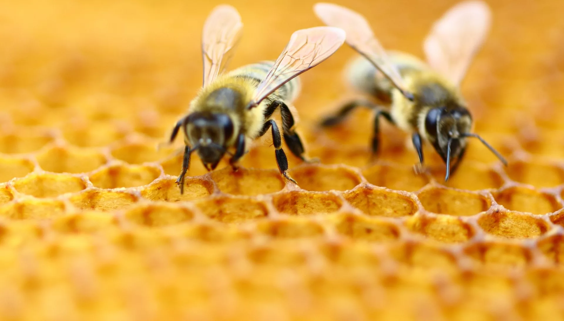 7 feitjes over de honingsbij